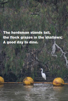 The herdsman stands tall, the flock grazes in the shallows; A good day to dine.