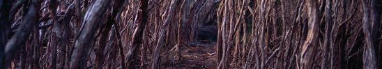 a walking track on Flinders Island, Tasmania, Australia